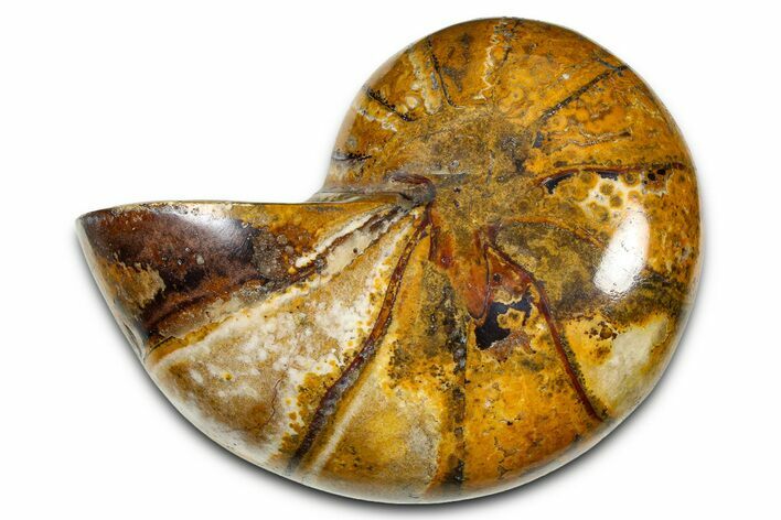 Polished Fossil Nautilus (Cymatoceras) - Madagascar #378983